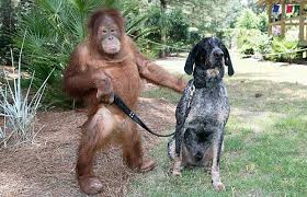 macaco com cachorro